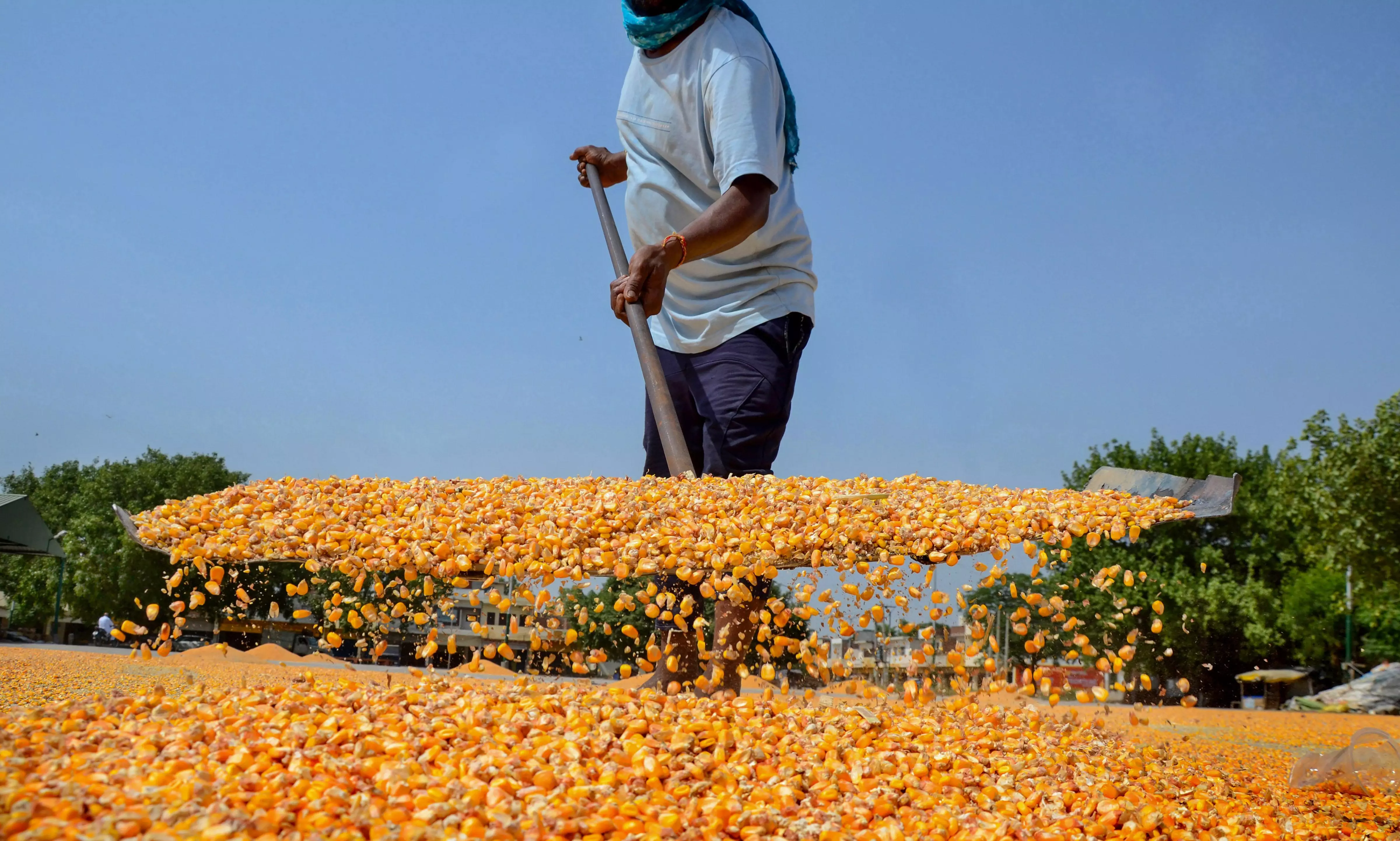 GM maize farming triggers major concerns in Mulugu GM maize farming triggers major concerns in Mulugu